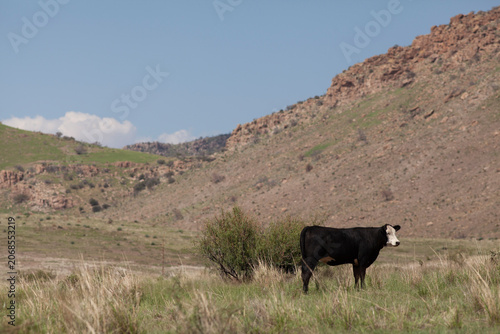 Konstfotografi A single black baldy cow standing in a field