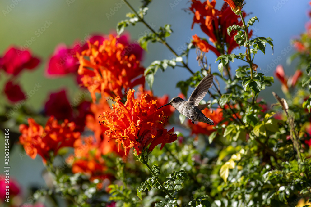 Fototapeta premium Small hummingbird hovers by bright orange flowers