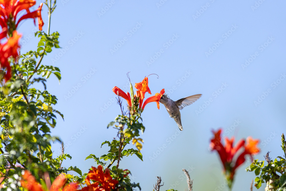 Fototapeta premium Hummingbird hovers while drinking from an orange flower