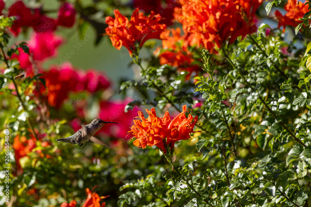 Fototapeta premium Hummingbird hovers near bright orange flowers