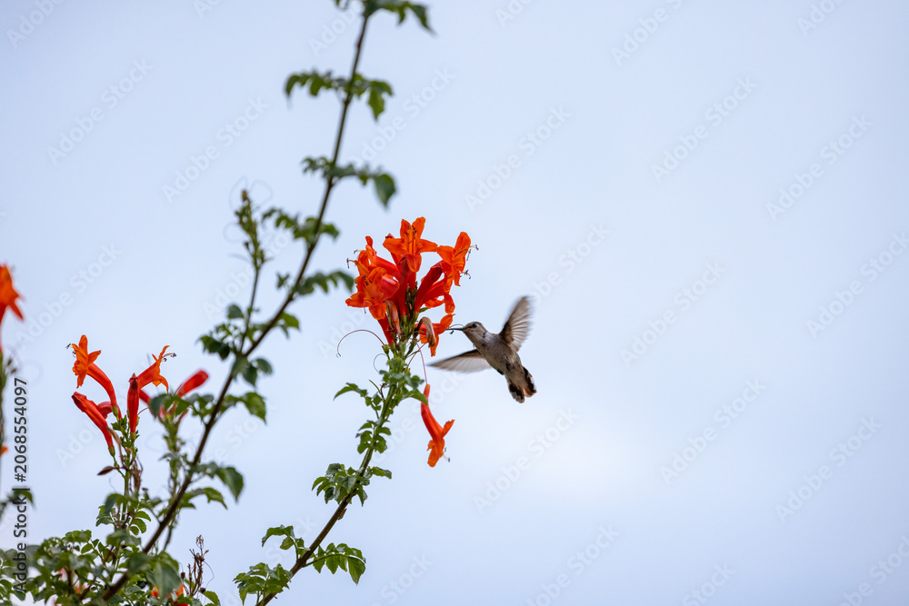 Fototapeta premium Hummingbird hovers to drink nectar from orange flowers