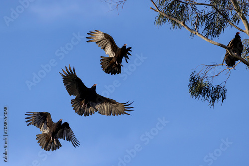 Slika na platnu Turkey Vultures soaring and perching in a tree
