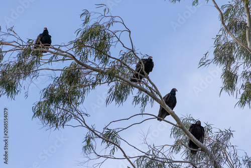 Fotografija Four turkey vultures perched on a tree branch
