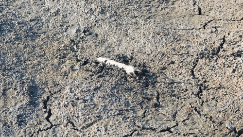 Photos Fish bone carcasses on mud crack or dried cracked soil. Arid.