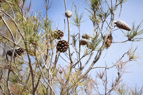Closeup photo of Aleppo pine, pinus halepensis, cones and branches with soft focus. Taken near Alcázar de San Juan, Spain.
