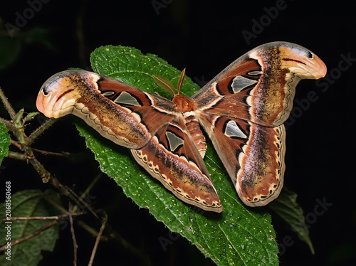 Atlas Moth Resting on Green Leaf at Night.