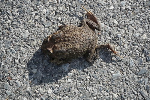 A toad lay stiff and dry in the sun on the road.