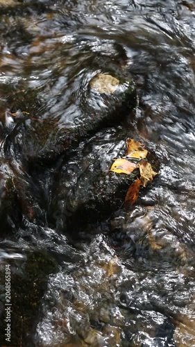 Calm water flows over smooth rocks as vibrant autumn leaves float along in a serene forest. Natural beauty of the changing season is showcased in this tranquil setting.
