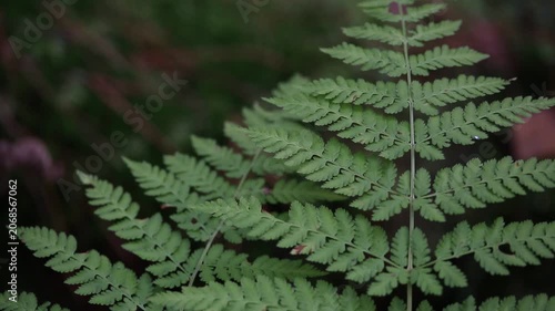 Discover the beauty of vibrant green ferns thriving in a sunlit forest. This serene natural setting showcases the delicate details of fern leaves against a tranquil background.
