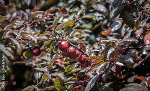 purple-leaf plum tree with leaves and fruits. prunus cerasifera. cherry plum.
