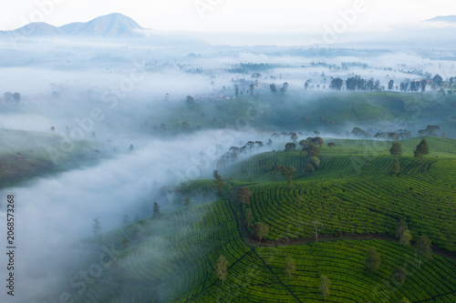 Aerial View of Lush Green Tea Plantation Shrouded in Morning Mist