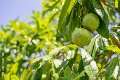 Tableau sur toile Green historical fruit called maja in Thailand