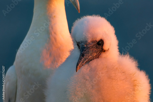 Konstfotografi White seabird chick beside adult in sunset light