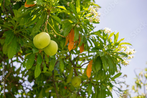 Photos Green historical fruit called maja in Thailand