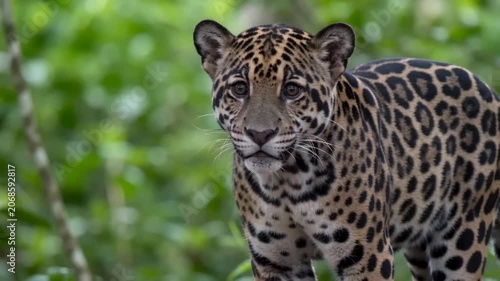 Jaguar Standing in Tropical Forest Looking Around in Natural Habitat