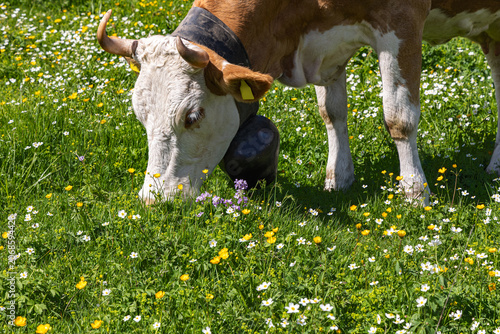 Konstfotografi Cow  grazes on the blooming pasture of  the Swiss Alps high plateaus during summ