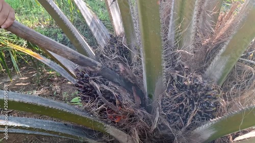 A sharp harvesting chisel tool being slammed into the base of an oil palm fruit bunch to detach it from the tree trunk during harvest.