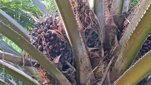 A harvesting tool (dodos) is wedged between the thorny fronds of an oil palm tree to cut out a mature fresh fruit bunch.