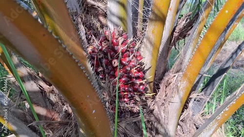 Close-up of a worker using a chisel tool to harvest a highly ripe, bright reddish-orange oil palm fresh fruit bunch on a plantation.