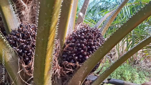 A close-up shot of a plantation worker utilizing a traditional manual chisel tool (dodos) to harvest a ripe oil palm fresh fruit bunch (FFB) straight from the palm tree trunk.