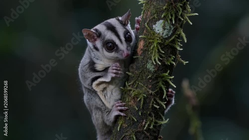 Sugar glider climbing on a mossy tree trunk in the rainforest