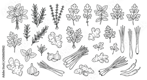 Hand drawn culinary herbs and spices vector set, black and white line art botanical illustrations, organic cooking ingredients for kitchen decor