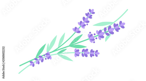 Delicate Lavender Sprigs Illustration - Purple Flowers and Green Leaves on White