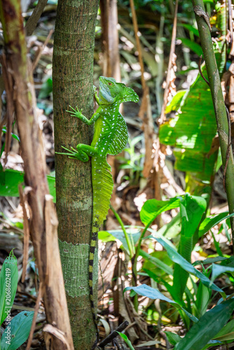 grüner Basilisk klettert auf einen Baum in Costa Rica