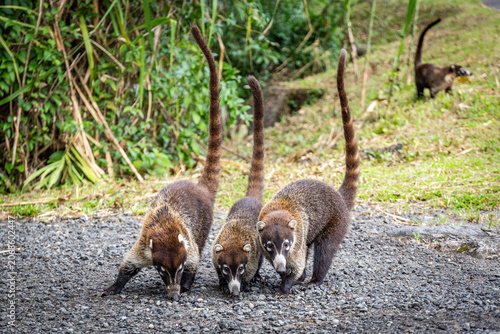 Nasenbär etlang der Straße in Costa Rica