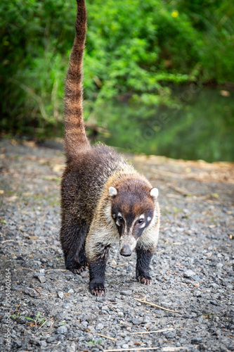 Nasenbär etlang der Straße in Costa Rica
