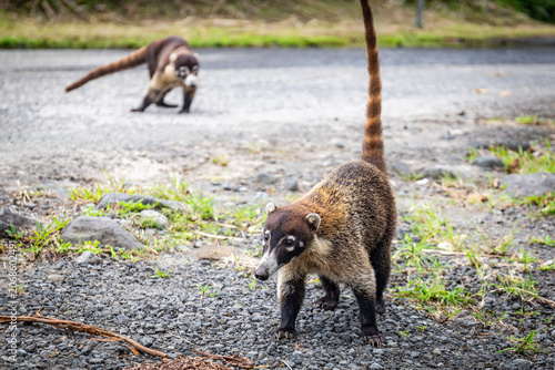 Nasenbär etlang der Straße in Costa Rica