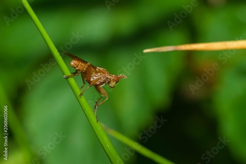 Manche Insekten oder deren Laven sehen aus wie Aliens