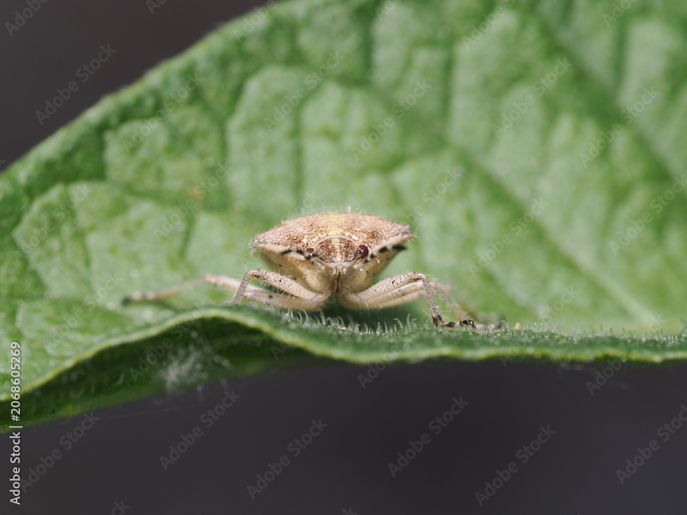 Obraz premium Una chinche escudo (familia Pentatomidae) de cuerpo velludo y tonos pardos avanza sobre una hoja verde y rugosa, mostrando en detalle sus antenas anilladas en blanco y negro y sus pequeños ojos rojizo