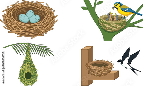 Bird Nest Illustration Set with Eggs, Nesting Birds, Hanging Weaver Nest, Feeding Chicks, and Wildlife Breeding Habitat Elements