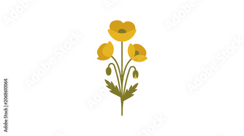 Golden Poppy Flowers Isolated on White Background