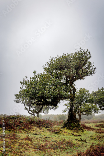 Bizarre trees in the fog in the fanal forest on Madeira, Portugal.