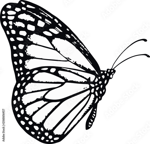Fotografie Monarch Butterfly Anatomy Diagram Wings Insect Biology