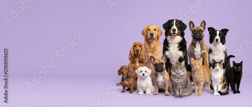 Diverse group of cute dogs and cats sitting together isolated on pastel purple background with empty copy space for pet care banner
