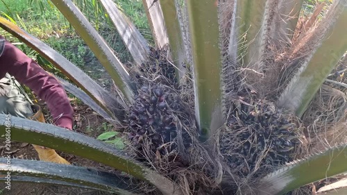 Low-angle shot of a plantation worker wearing yellow safety boots and long sleeves standing next to an oil palm tree bearing ripe fruit bunches.