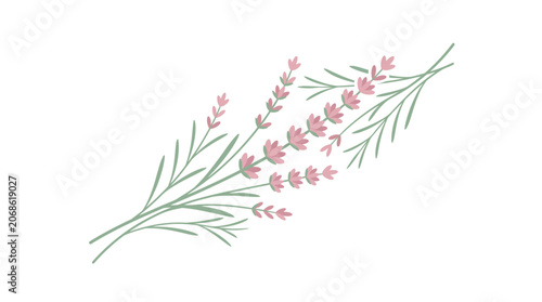 Delicate Lavender Sprigs Botanical Illustration Soft Pink Flowers Green Stems Isolated