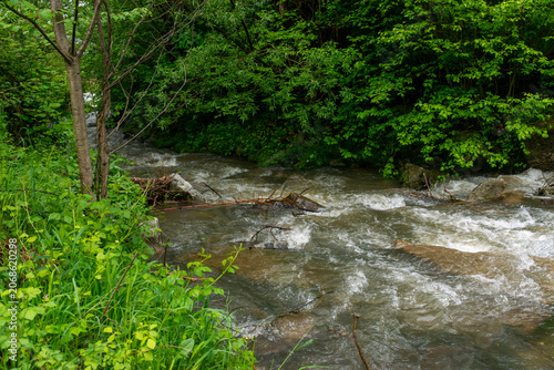 Fast flowing mountain creek runs between rocks and riparian vegetation. Willow branches, grasses and fresh deciduous foliage create a lush forest river landscape after rainfall in a temperate mountain