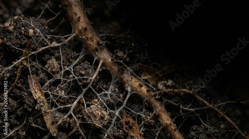 Creative Dark, moody roots, twisted branches, soil, and organic matter, eerie natural scenery 2k