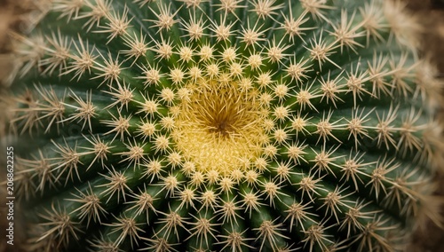 Close-up macro of a spiny cactus with green fruit in a desert garden, showing tropical botany and natural abstract textures
