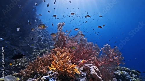 Raja Ampat Indonesia school of fish