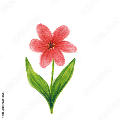 Red pink watercolor flower vector illustration isolated on white background, hand drawn single spring blossom element
