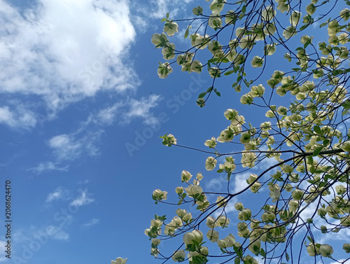 Cornus kousa - Cornouiller du Japon