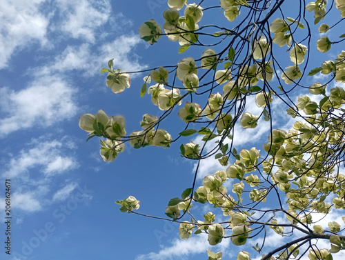 Cornus kousa - Cornouiller du Japon