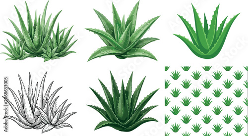 Photography Aloe Vera Plant Vector Illustration Collection with Green Succulent Botanical El