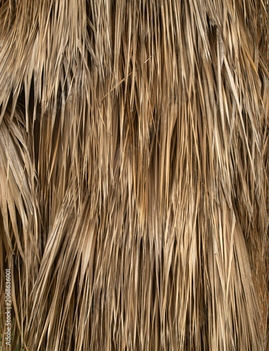 Dried palm tree leaves closeup