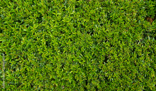 Dense green hedge plant texture, fresh boxwood bush leaves